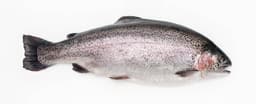 Filetto di trota alpina salmonata Ikejime cotta nel fumo di alloro e ginepro...