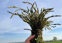 Tegamino di uova, luartis, Strachitunt e aroma di tartufo