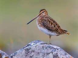 Beccaccino allo spiedo senza spiedo