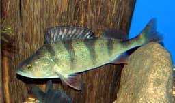 Bagna cauda del Cantabrico con pesce persico