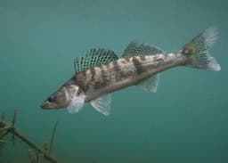 Lucioperca cotto nel fumo di alloro e ginepro, salsa all'aneto