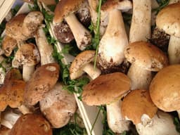 Porcini, zucca, aglio, olio, prezzemolo, Piave